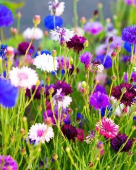 Bouquet « Jardin Champêtre »